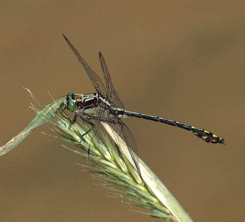 Male
2008_06_20_Bartow